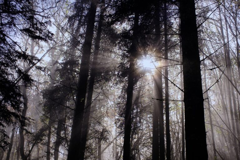 Ewolucja duszy – jak różne religie widzą rozwój duchowy?